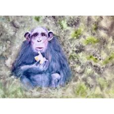Chimpanzee Having a Snack