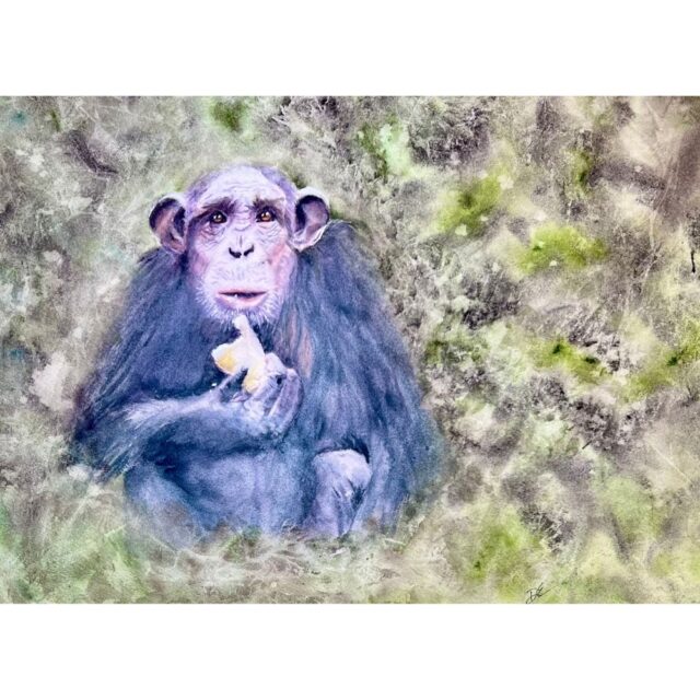 Chimpanzee Having a Snack